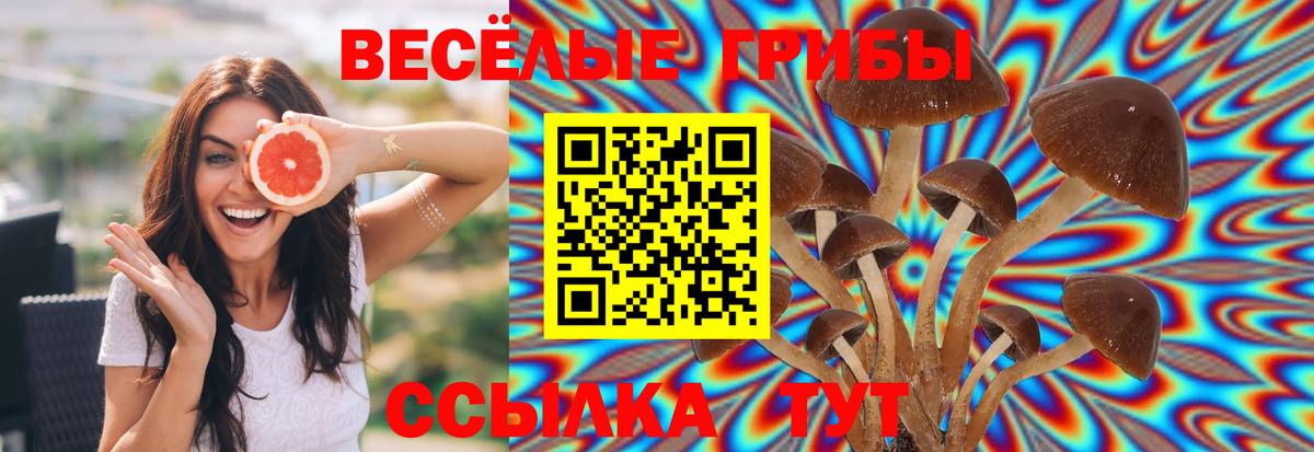Псилоцибиновые грибы Psilocybe Сегежа
